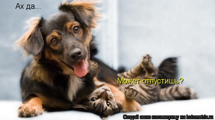 Может отпустишь? Ах да...... Котоматрица: Может отпустишь? Ах да...