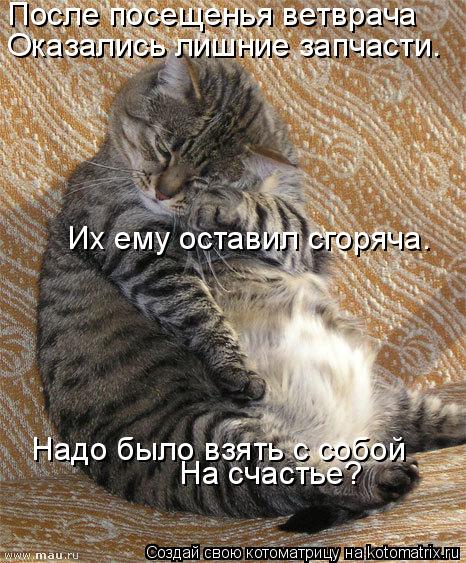 После посещенья ветврача Оказались лишние запчасти. Их ему оставил сгоряча. Надо было взять с собой ... Котоматрица: После посещенья ветврача Оказались лишние запчасти. Их ему оставил сгоряча. Надо было взять с собой На счастье?