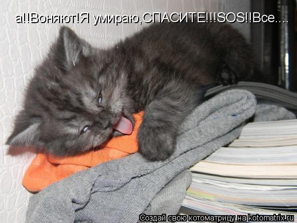 а!!Воняют!Я умираю,СПАСИТЕ!!!SOS!!Все....... Котоматрица: а!!Воняют!Я умираю,СПАСИТЕ!!!SOS!!Все....