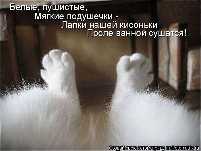 Белые, пушистые, Мягкие подушечки - Лапки нашей кисоньки После ванной сушатся!... Котоматрица: Белые, пушистые, Мягкие подушечки - Лапки нашей кисоньки После ванной сушатся!