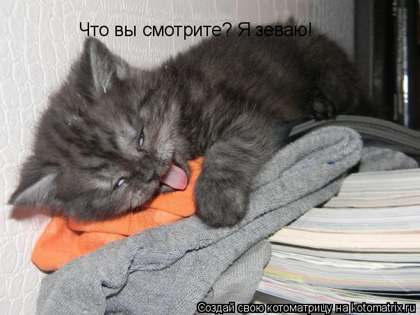 Что вы смотрите? Я зеваю!... Котоматрица: Что вы смотрите? Я зеваю!