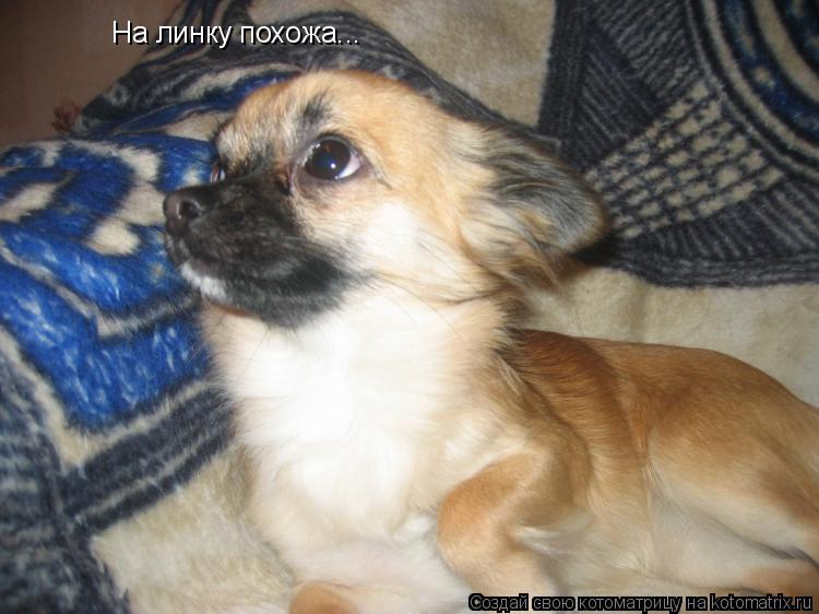 На линку похожа...... Котоматрица: На линку похожа...