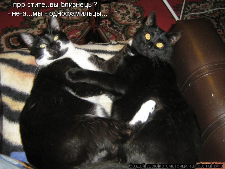- прр-стите..вы близнецы? - не-а...мы - однофамильцы...... Котоматрица: - прр-стите..вы близнецы? - не-а...мы - однофамильцы...