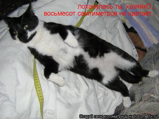 лоханулась ты, хозяйкО... восьмесот самтиметров не хватает...... Котоматрица: лоханулась ты, хозяйкО... восьмесот самтиметров не хватает...