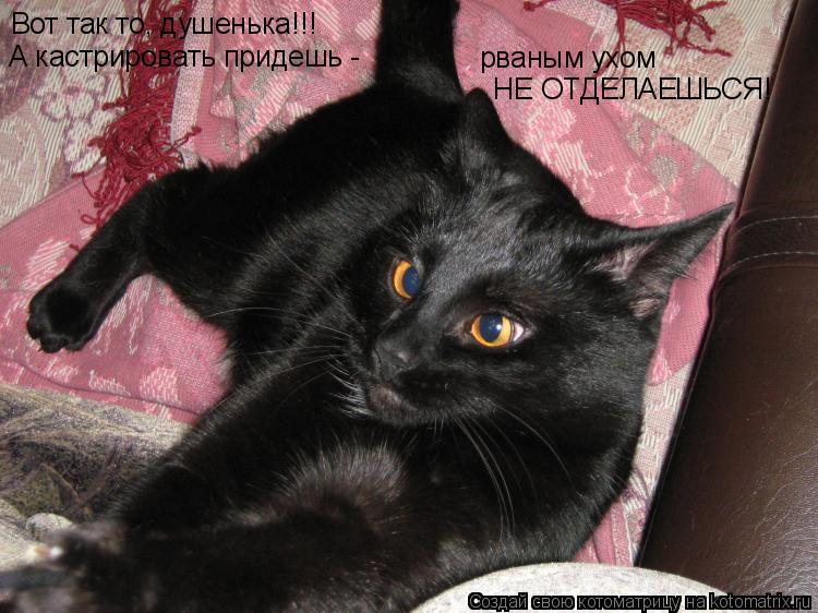 Вот так то, душенька!!! А кастрировать придешь - рваным ухом НЕ ОТДЕЛАЕШЬСЯ!... Котоматрица: Вот так то, душенька!!! А кастрировать придешь - рваным ухом НЕ ОТДЕЛАЕШЬСЯ!