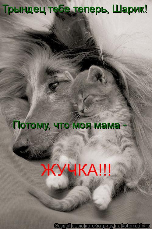 Трындец тебе теперь, Шарик! Потому, что моя мама - ЖУЧКА!!!... Котоматрица: Трындец тебе теперь, Шарик! Потому, что моя мама - ЖУЧКА!!!