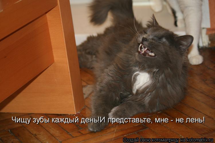 Чищу зубы каждый день!И представьте, мне - не лень!... Котоматрица: Чищу зубы каждый день!И представьте, мне - не лень!