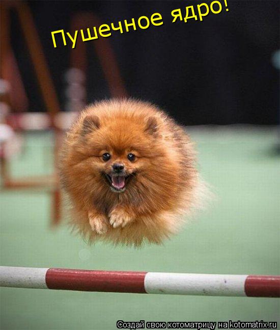 Пушечное ядро!... Котоматрица: Пушечное ядро!