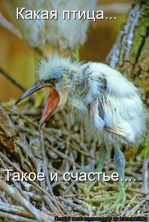 Какая птица... Такое и счастье....... Котоматрица: Какая птица... Такое и счастье....