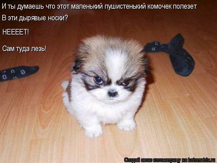 И ты думаешь что этот маленький пушистенький комочек полезет В эти дырявые носки? НЕЕЕЕТ! Сам туда л... Котоматрица: И ты думаешь что этот маленький пушистенький комочек полезет В эти дырявые носки? НЕЕЕЕТ! Сам туда лезь!