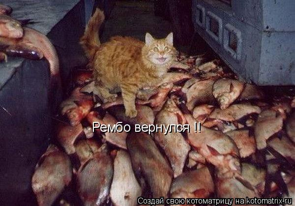 Рембо вернулся !!... Котоматрица: Рембо вернулся !!