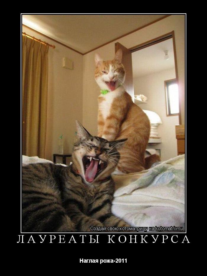 Котоматрица: Лауреаты конкурса Наглая рожа-2011