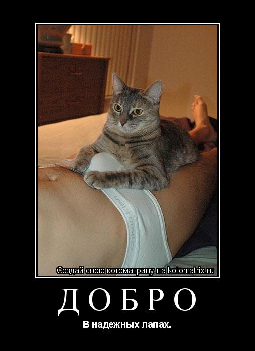 Котоматрица: ДОБРО В надежных лапах.