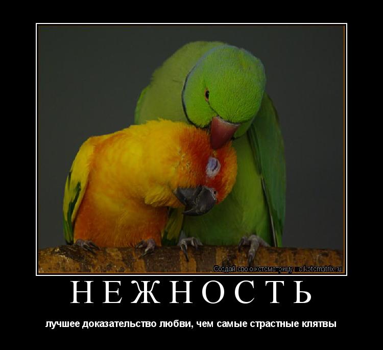 Котоматрица: НЕЖНОСТЬ лучшее доказательство любви, чем самые страстные клятвы