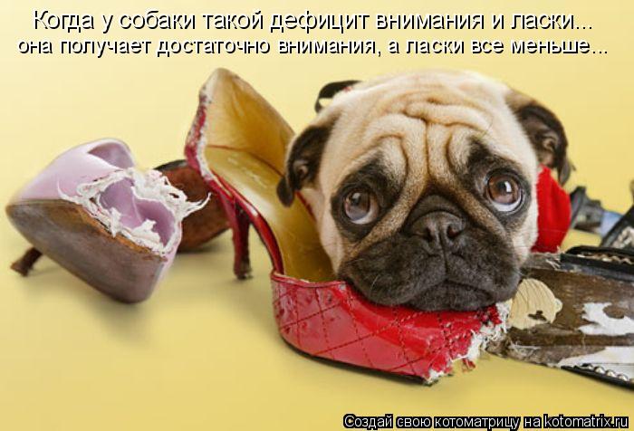 Когда у собаки такой дефицит внимания и ласки... она получает достаточно внимания, а ласки все меньше... Котоматрица: Когда у собаки такой дефицит внимания и ласки... она получает достаточно внимания, а ласки все меньше...
