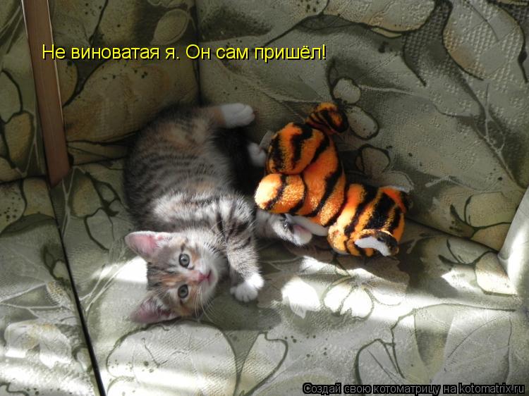 Не виноватая я. Он сам пришёл!... Котоматрица: Не виноватая я. Он сам пришёл!