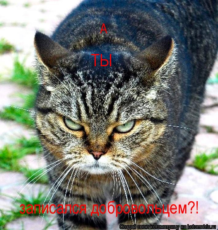 А ТЫ записался добровольцем?!... Котоматрица: А ТЫ записался добровольцем?!