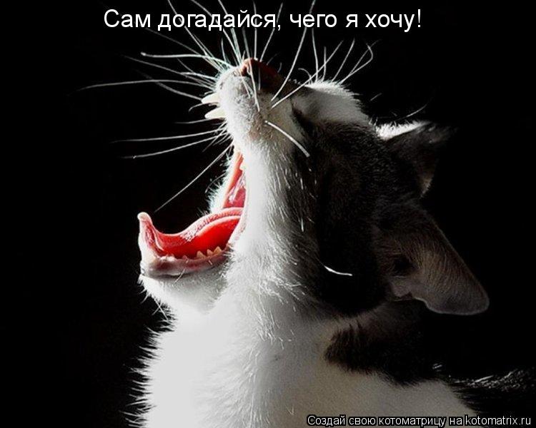 Сам догадайся, чего я хочу!... Котоматрица: Сам догадайся, чего я хочу!
