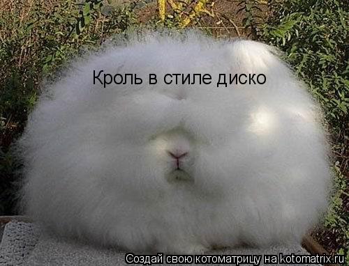 Кроль в стиле диско... Котоматрица: Кроль в стиле диско