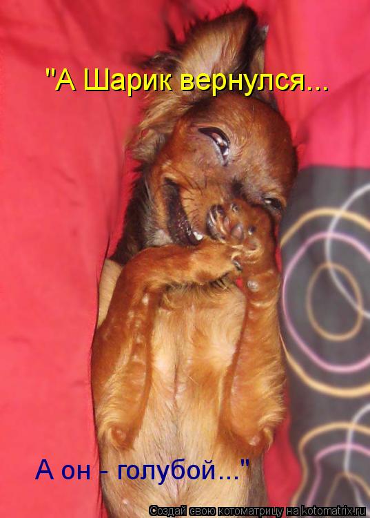 "А Шарик вернулся... А он - голубой..."... Котоматрица: "А Шарик вернулся... А он - голубой..."