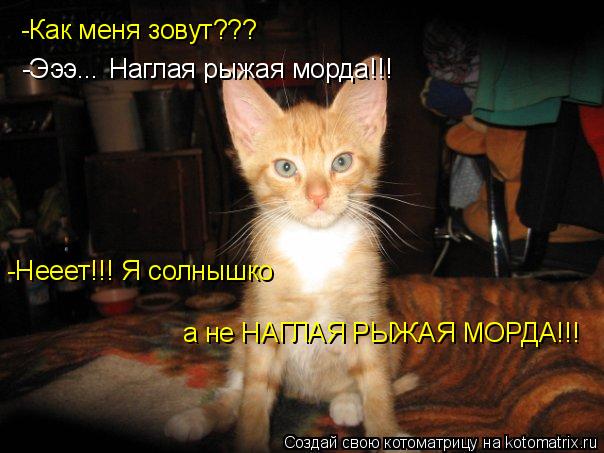 -Как меня зовут??? -Эээ... Наглая рыжая морда!!! -Нееет!!! Я солнышко а не НАГЛАЯ РЫЖАЯ МОРДА!!!... Котоматрица: -Как меня зовут??? -Эээ... Наглая рыжая морда!!! -Нееет!!! Я солнышко а не НАГЛАЯ РЫЖАЯ МОРДА!!!