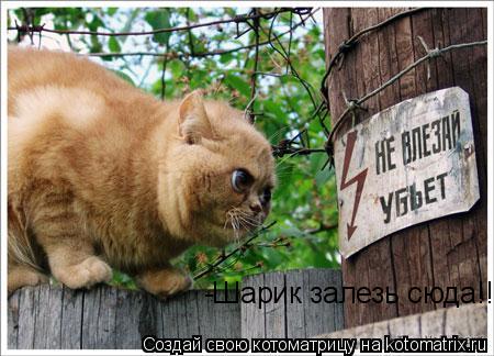 -Шарик залезь сюда!!!!... Котоматрица: -Шарик залезь сюда!!!!