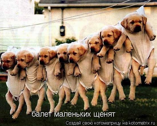 балет маленьких щенят... Котоматрица: балет маленьких щенят