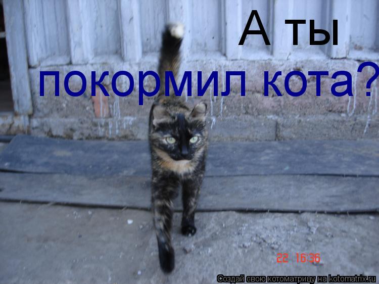 А ты покормил кота?... Котоматрица: А ты покормил кота?