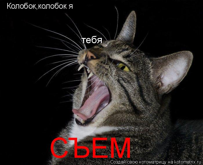 Колобок,колобок я тебя СЪЕМ... Котоматрица: Колобок,колобок я тебя СЪЕМ