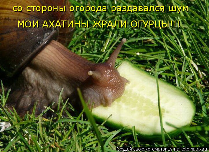 со стороны огорода раздавался шум МОИ АХАТИНЫ ЖРАЛИ ОГУРЦЫ!!!... Котоматрица: со стороны огорода раздавался шум МОИ АХАТИНЫ ЖРАЛИ ОГУРЦЫ!!!