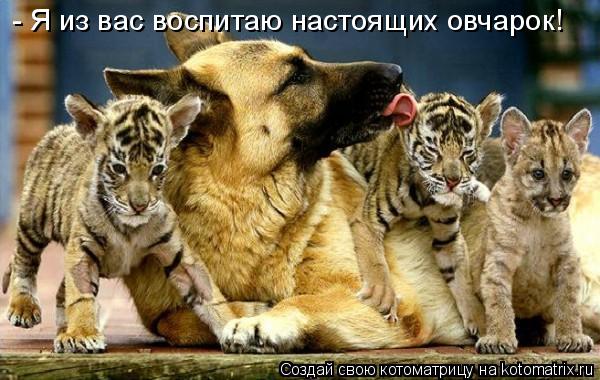 Котоматрица: - Я из вас воспитаю настоящих овчарок!
