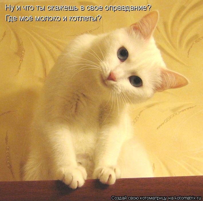 Котоматрица: Где моё молоко и котлеты? Ну и что ты скажешь в свое оправдание?