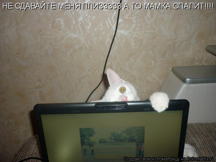 Котоматрица: НЕ СДАВАЙТЕ МЕНЯ ПЛИЗЗЗЗЗ А ТО МАМКА СПАЛИТ!!!!