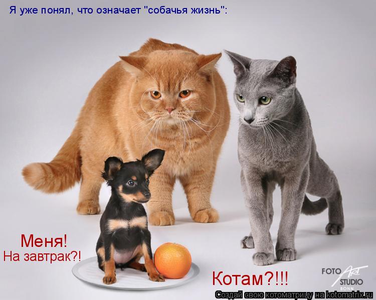 Котоматрица: Меня! На завтрак?! Я уже понял, что означает "собачья жизнь": Котам?!!!