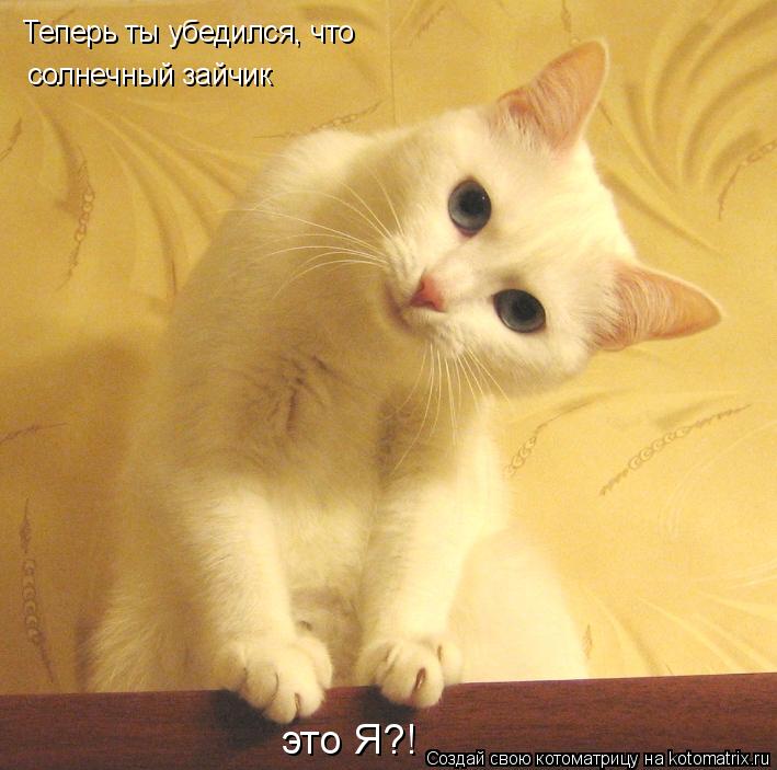 Котоматрица: Теперь ты убедился, что  солнечный зайчик  это Я?!