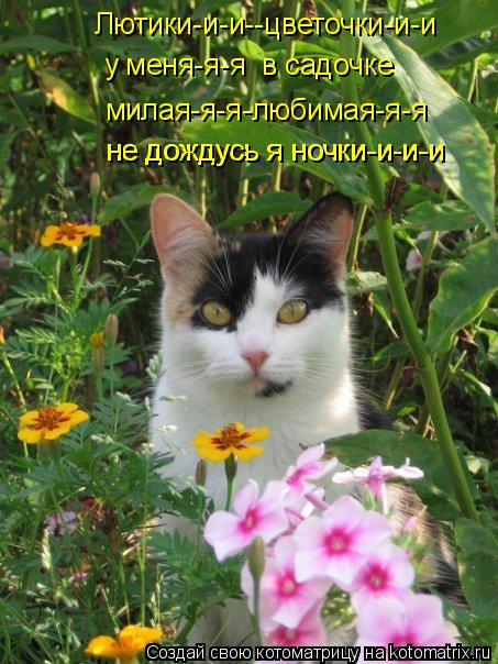 Лютики-и-и--цветочки-и-и у меня-я-я в садочке милая-я-я-любимая-я-я не дождусь я ночки-и-и-и не дож... Котоматрица: Лютики-и-и--цветочки-и-и у меня-я-я в садочке милая-я-я-любимая-я-я не дождусь я ночки-и-и-и не дождусь я ночки-и-и-и