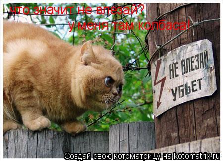 что значит не влезай? что значит не влезай? у меня там колбаса!... Котоматрица: что значит не влезай? что значит не влезай? у меня там колбаса!