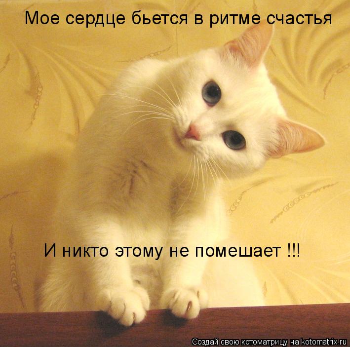 Мое сердце бьется в ритме счастья И никто этому не помешает !!!... Котоматрица: Мое сердце бьется в ритме счастья И никто этому не помешает !!!