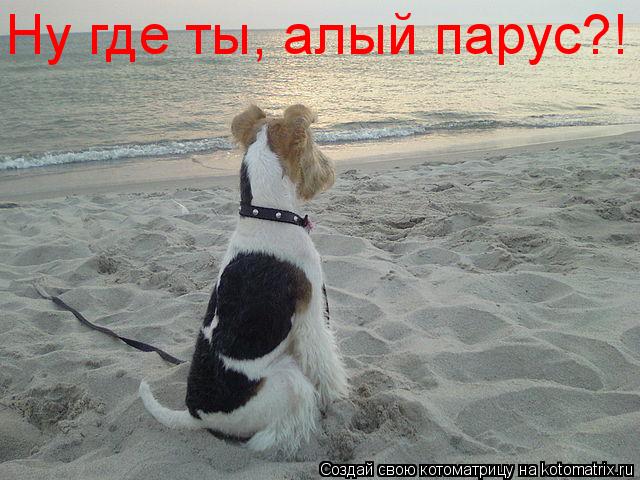 Ну где ты, алый парус?!... Котоматрица: Ну где ты, алый парус?!