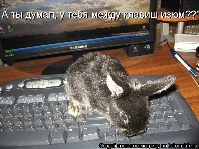 Котоматрица: А ты думал, у тебя между клавиш изюм???