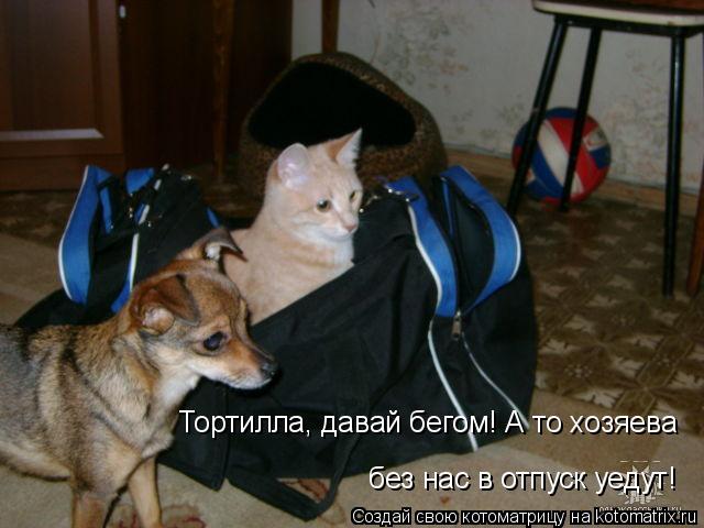 Тортилла, давай бегом! А то хозяева без нас в отпуск уедут!... Котоматрица: Тортилла, давай бегом! А то хозяева без нас в отпуск уедут!