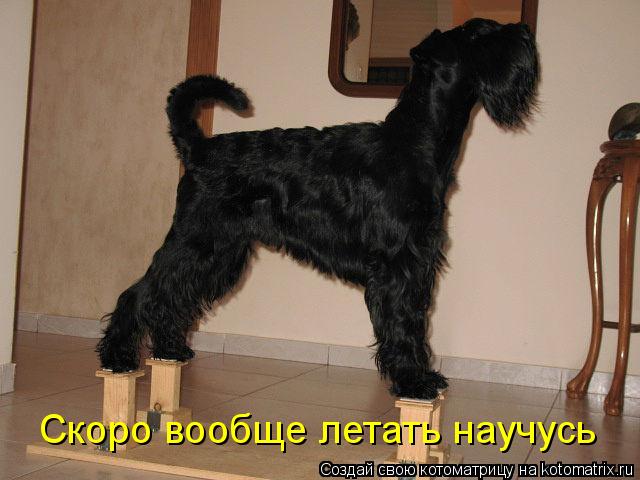 Скоро вообще летать научусь... Котоматрица: Скоро вообще летать научусь