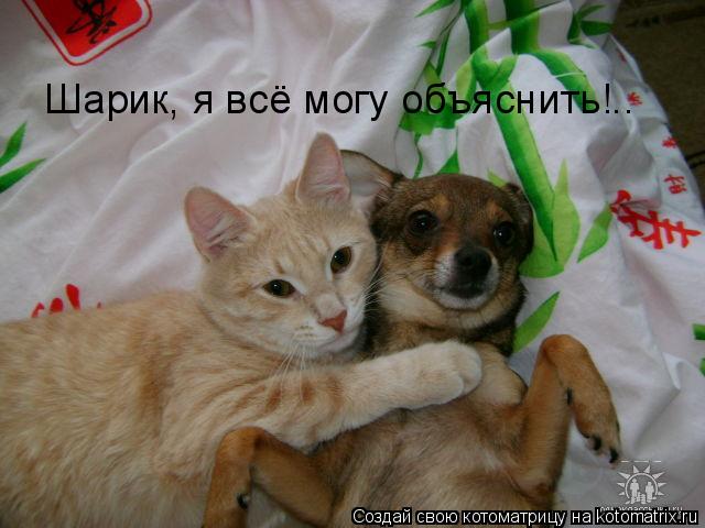 Шарик, я всё могу объяснить!..... Котоматрица: Шарик, я всё могу объяснить!..