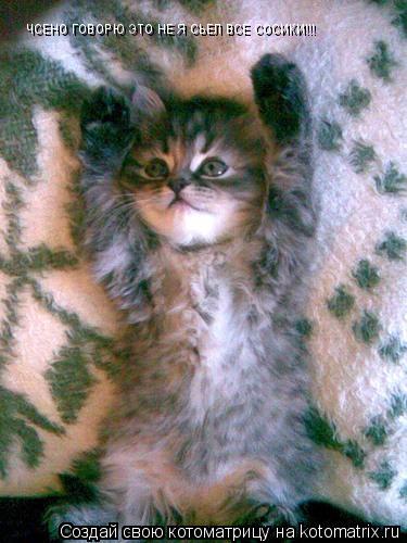 Котоматрица: ЧСЕНО ГОВОРЮ ЭТО НЕ Я СЬЕЛ ВСЕ СОСИКИ!!!
