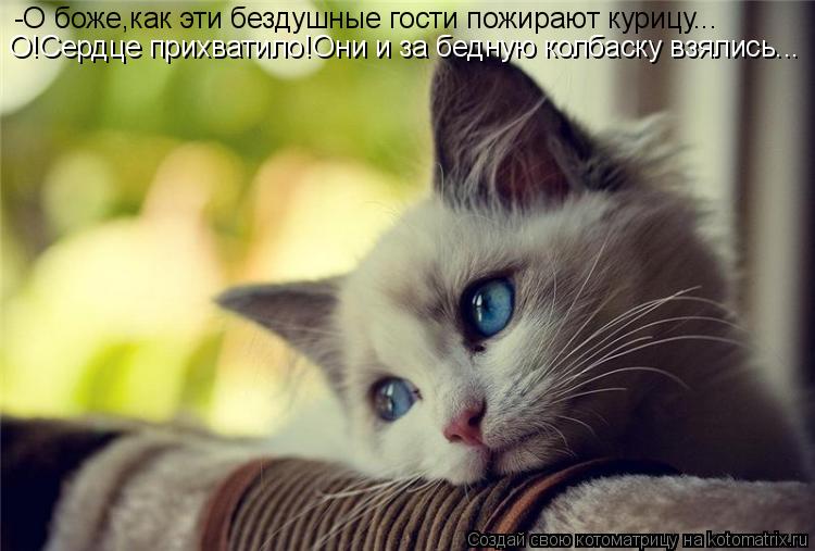 Котоматрица: -О боже,как эти бездушные гости пожирают курицу... О!Сердце прихватило!Они и за бедную колбаску взялись...