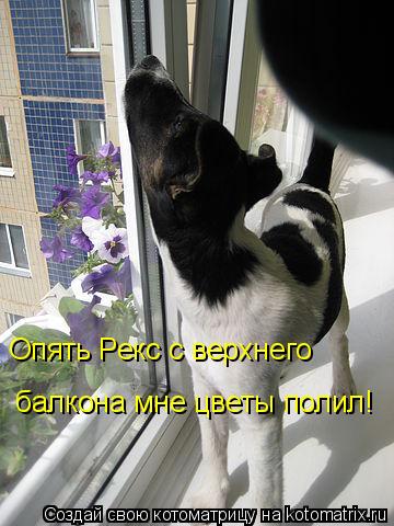 Котоматрица: Опять Рекс с верхнего  балкона мне цветы полил!