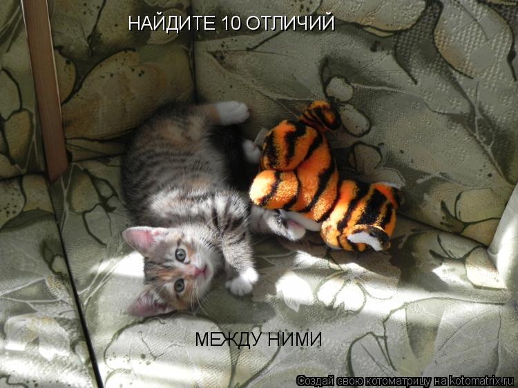 Котоматрица: НАЙДИТЕ 10 ОТЛИЧИЙ МЕЖДУ НИМИ