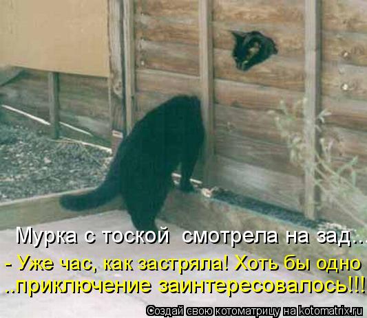 Мурка с тоской смотрела на зад... - Уже час, как застряла! Хоть бы одно ..приключение заинтересовало... Котоматрица: Мурка с тоской смотрела на зад... - Уже час, как застряла! Хоть бы одно ..приключение заинтересовалось!!!
