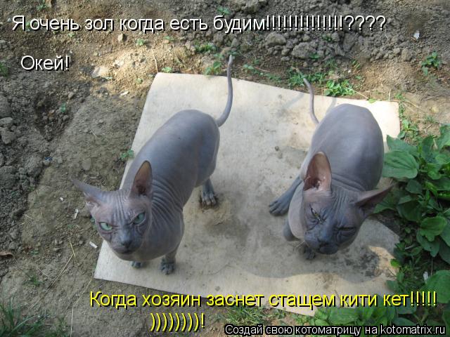 Котоматрица: Я очень зол когда есть будим!!!!!!!!!!!!!!???? Когда хозяин заснет стащем кити кет!!!!! Окей! ))))))))!