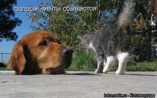 Котоматрица: газпром! -мечты сбываются!